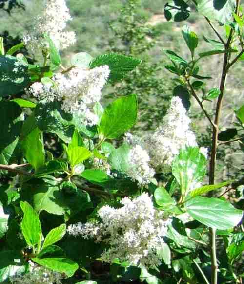 photograph of a Ceanothus arboreus with an ISO setting of400 with a Fuji S5100