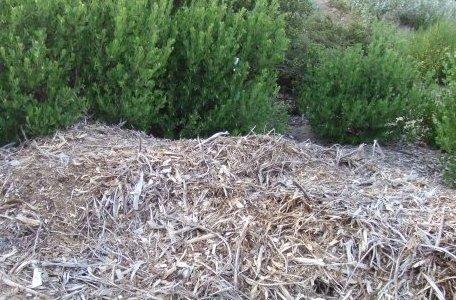 Mulch can suppress many types of weeds.
