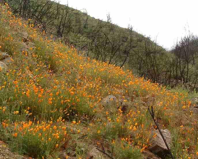 After a large brush fire, California Poppy and Chia dominate this wildflower show. (notice no grass or yellow star thistle)