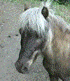 horse hooves are very destructive to plants especially in a garden