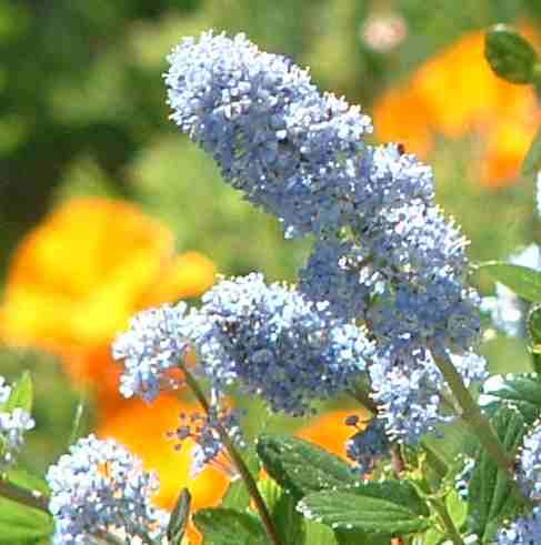 Poppies and ceanothus are easy and colorful native plants.