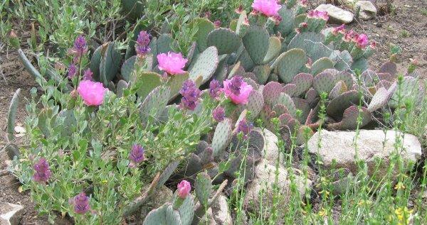 Mulch can suppress many types of weeds. Use rock for desert species.