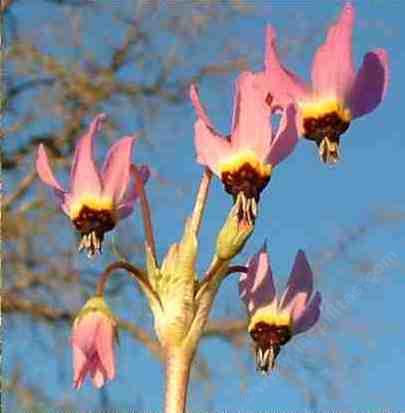 Shooting Star, an up close picture  of an odd and elegant wildflower.