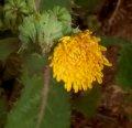 Dandlions are not a problem compared to sow thistles.