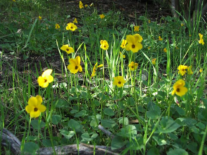 California Violets are a clay loving perennial wildflower that grow in shade.