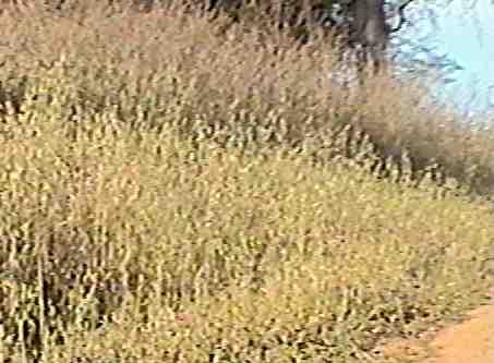 A clay area   before weed control is covered with star thistle and wild oats.
