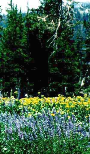 California wildflowers