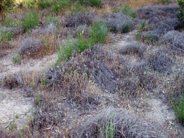 If weeds cover the site, native plants have a hard time coming back. Deerweed is trying here, but with very limited success. - grid24_12