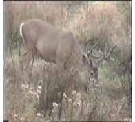 MR Deer