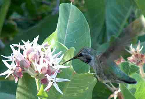 picture of a hummingbird on a monarch milkweed