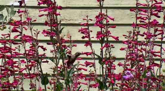 picture of a hummingbird on a Penstemon pseudospectabilis