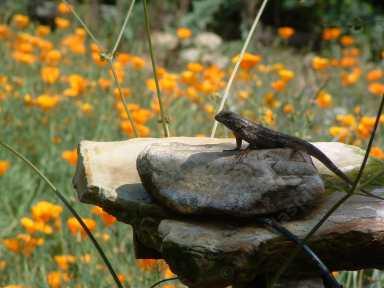 picture of a western fence lizard with california popies in the background