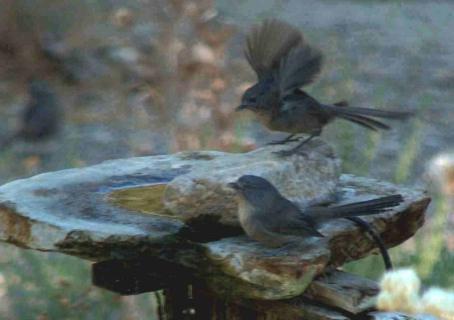 wrentit coming in for a landing