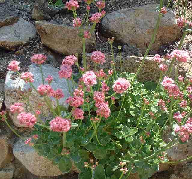 A native buckwheat sticking out of a rock wall.