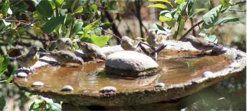 A flock of Lawrence's Goldfinches at the birdbath