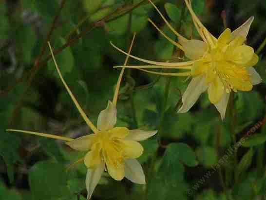 A native columbine loves moist, cool rock walls.