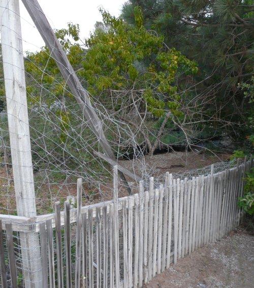 The deer creatures have broken 2X4(shown here), 2X6, and 4X4's. They broke in here to eat peach leaves. 