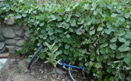 Vitis californica is very effective at softening a garden wall