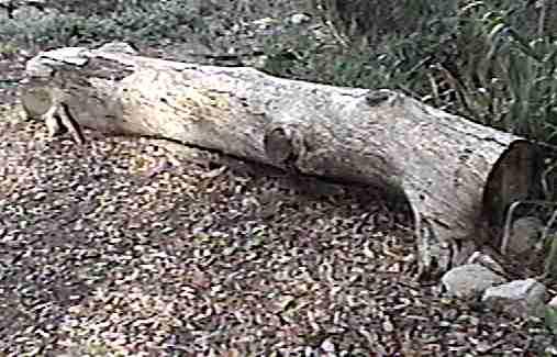 Log benches are easy, if you have some gorrillas! Just make sure they're set on rocks.