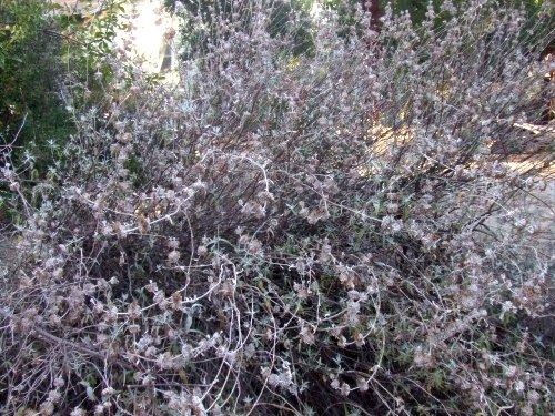 This Salvia leucophylla is about 30 years old, and it looks it.
