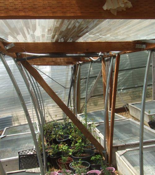 These two larger greenhouses were put together with a 2X4 framed causeway.