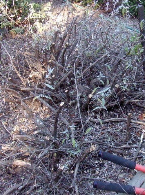 On old plants you have to prune hard.
