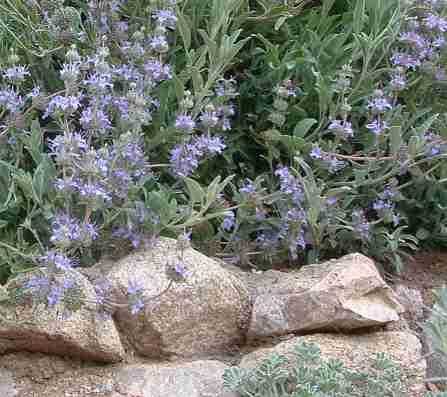 Salvia gracias, creeping sage at the top of a rock wall.