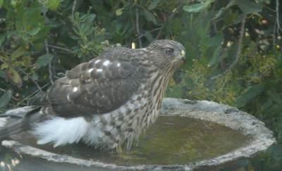 Even the hawks will use the bird bath if given a chance