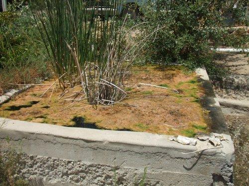 When the ponds are shallow the algae goes CRAZY!