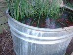 How to build a simple and cheap fish pond.Add a solar pump and life is good.