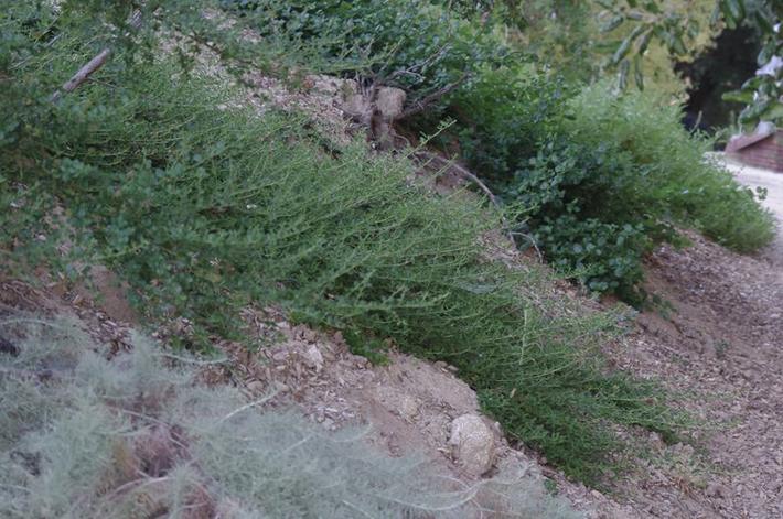 Artesmia Canyon Grey in fore ground, then Ceanothus hearstioum, then Ceanohtus Yankee Point, then Salvia Mrs beard. - grid24_24