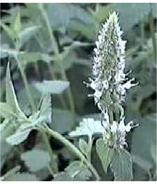 Horse Mint in native in wet shade or sun.