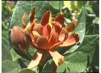 Spice Bush loves wet sun. It can grow in the creek or on the pond edge.