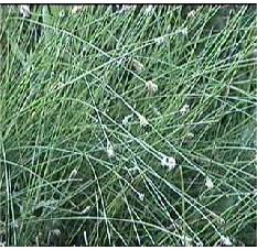 Spike Rush grows along pond and creek edges.