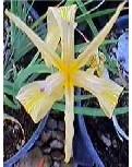 Sierra Iris is native under pines and firs.