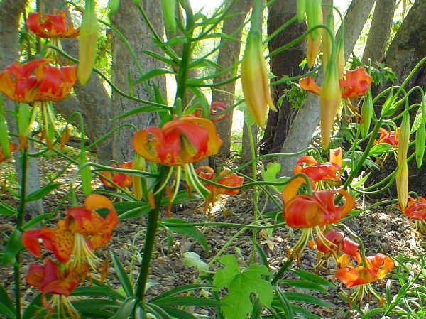 Humbolt Lilly grows in coastal California springs.