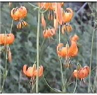 Wig's Lilly grows in Northern California mountain ponds and meadows.