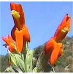 Scarlet Monkey grows along the edges of creeks and ponds.
