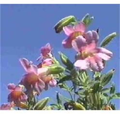 Lewis Monkey Flower can be found on moist rocks in the mountains.