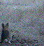Run Wabbit away from the cat in the garden!