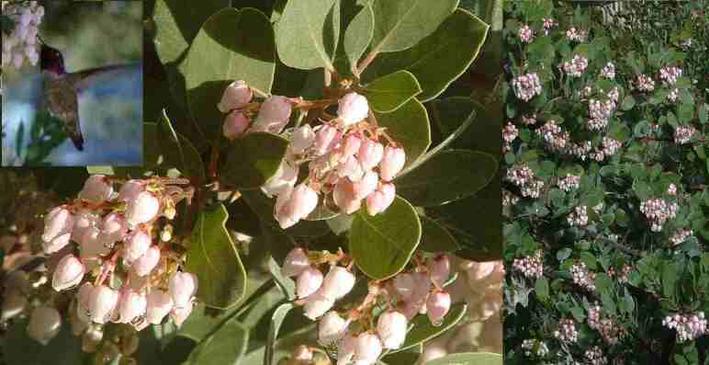 Arctostaphylos Mama Bear Manzanita makes a nice hedge.