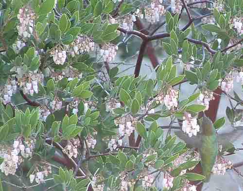 Arctostaphylos densiflora Sentinel Manzanita makes a short hedge,