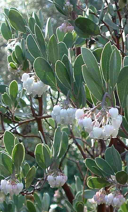Arctostaphylos pungens, mexican manzanita,  makes a good hedge.