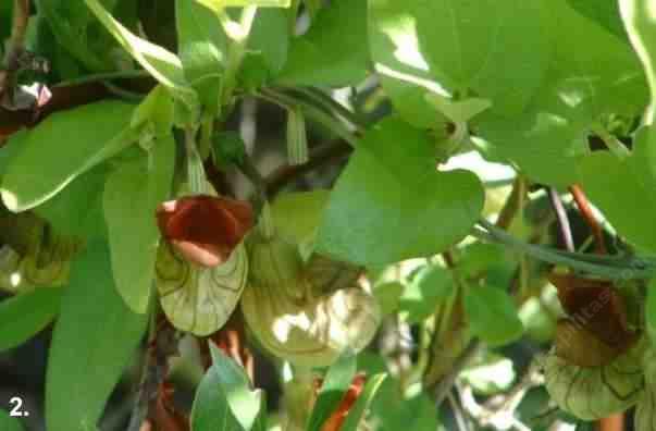 Aristolochia californica Sierra Giant Pipe Vine tolerates part sun, full shade, no drainage, and seasonal flooding.