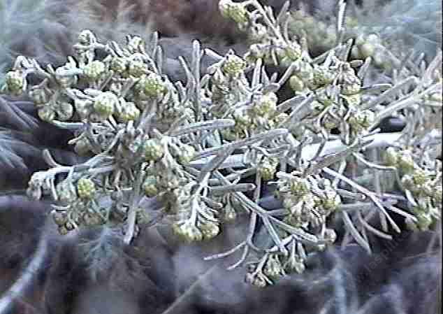 California sagebrush has gray feather fragrant foliage.