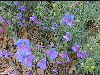 California foothill penstemon is beatiful in late spring