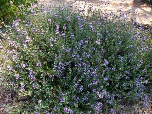 Sage can be grown in most of California