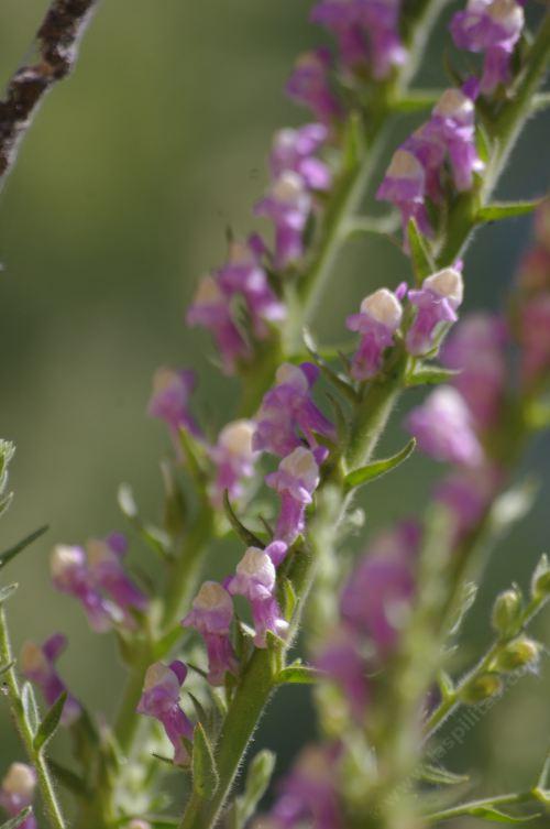 The multiflowered or california Snapdragon is a hummingbirds delight