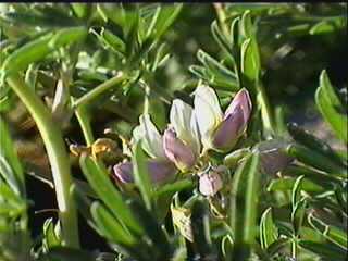 California tree lupine grows along much of Central and northern California's coast