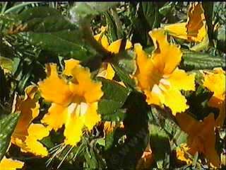 This monkey flower grows in Thousand Oaks